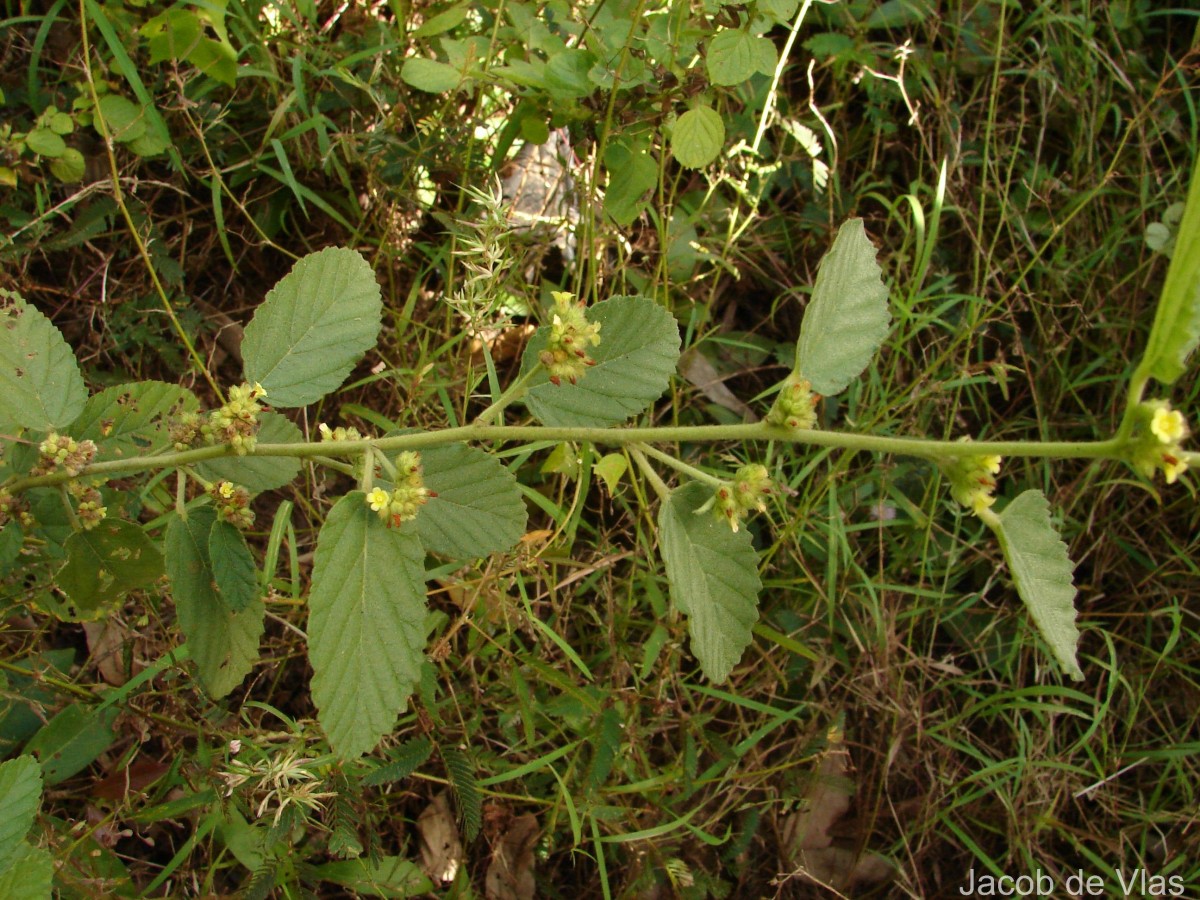 Waltheria indica L.